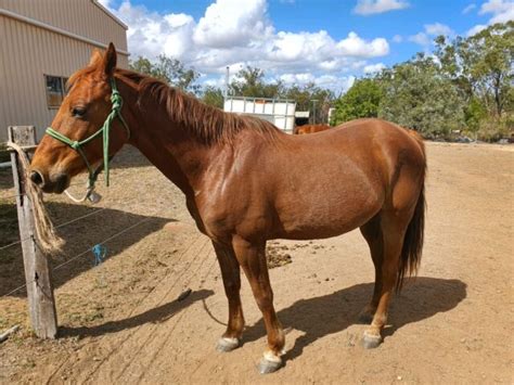 3 hh on the button now and will make 17 hh. . Gumtree horses for sale
